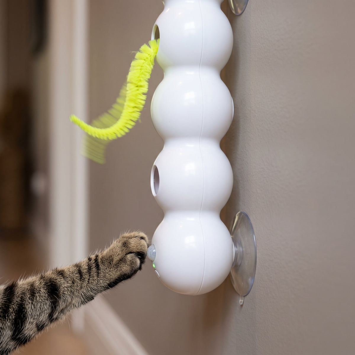 Juguete Interactivo de Gusano con Ventosa para Gatos — Pared o Ventana