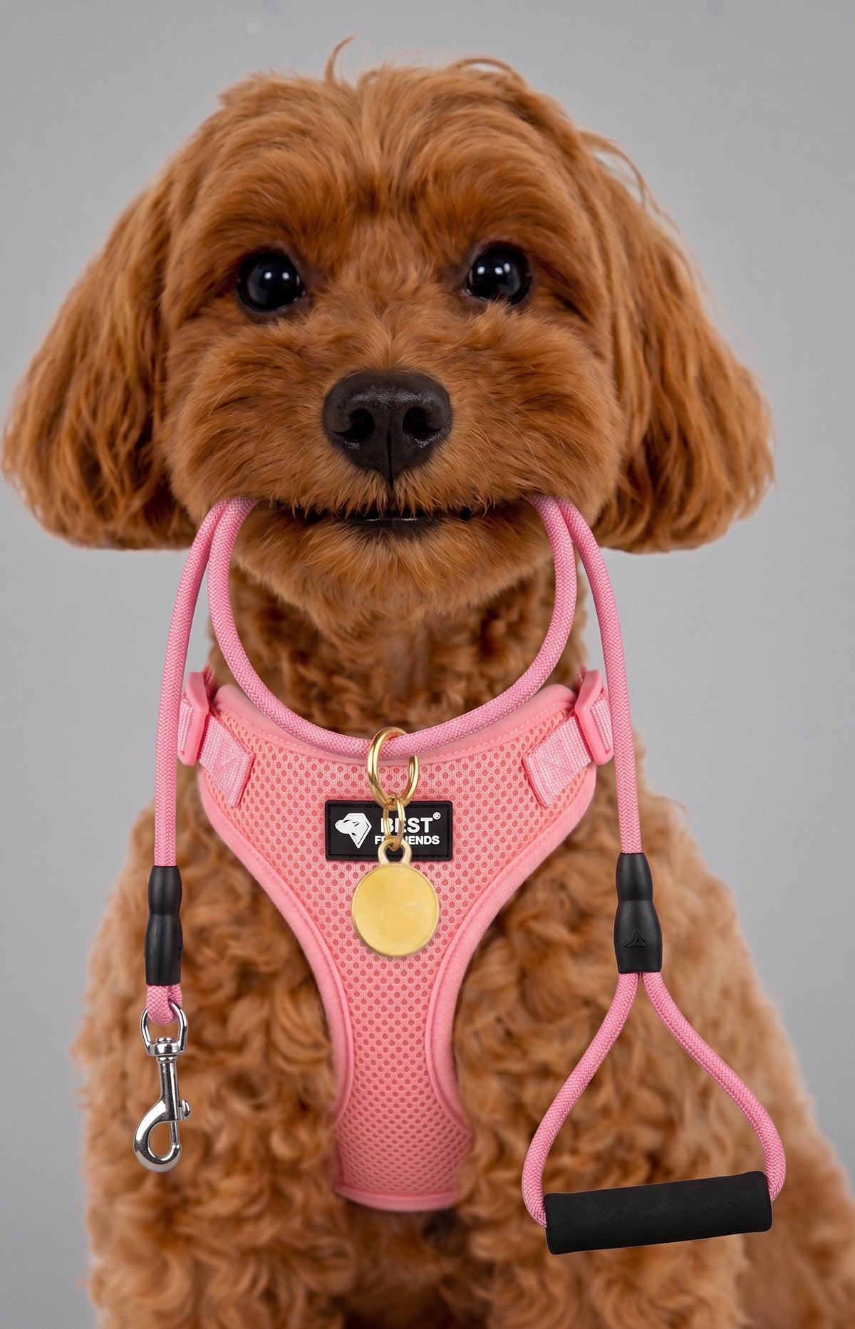 Set de paseo con arnés y correa para perros pequeños – imagen 4