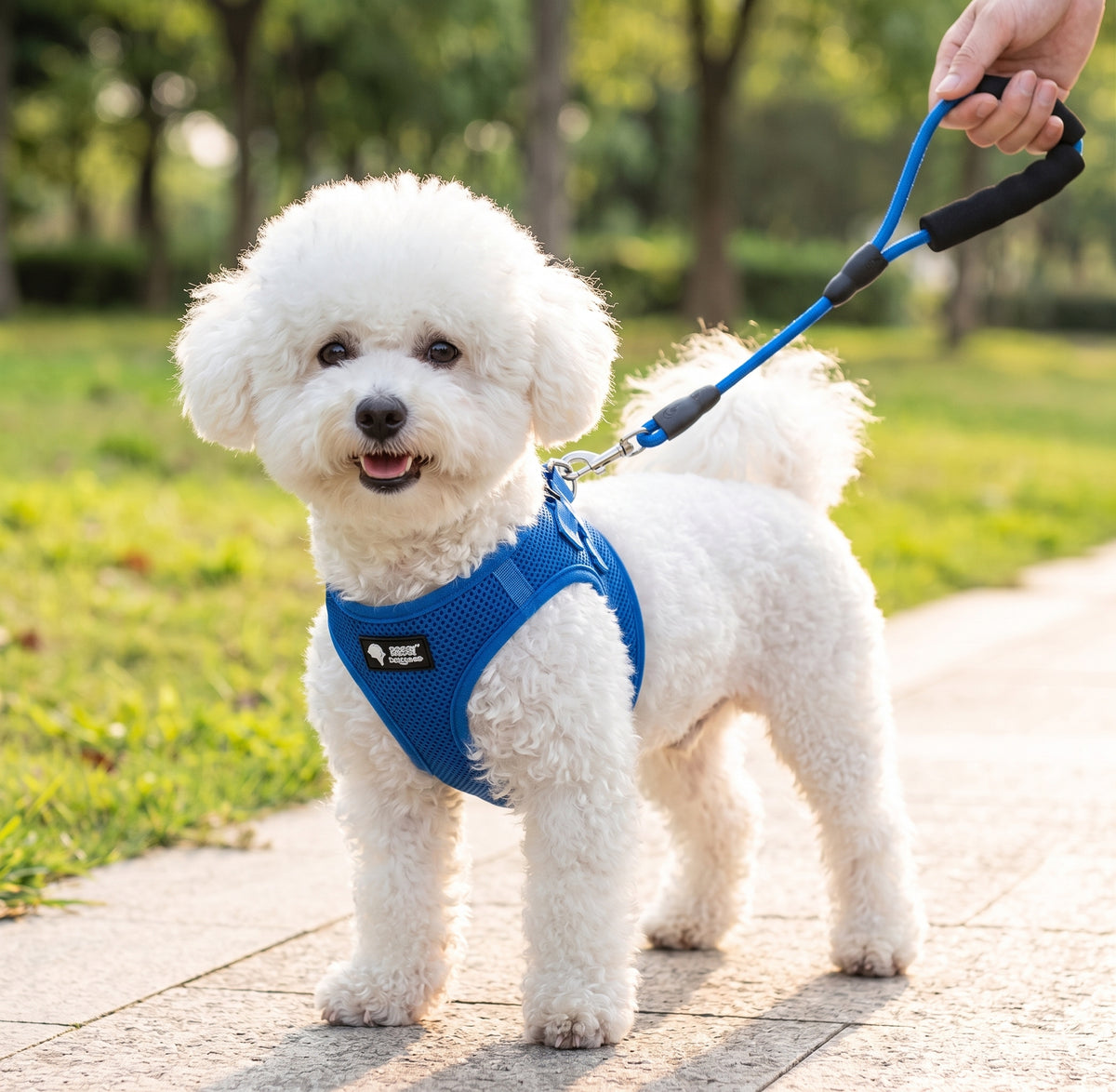 Set de paseo con arnés y correa para perros pequeños – imagen 2